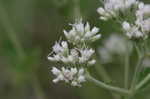 Roundleaf thoroughwort